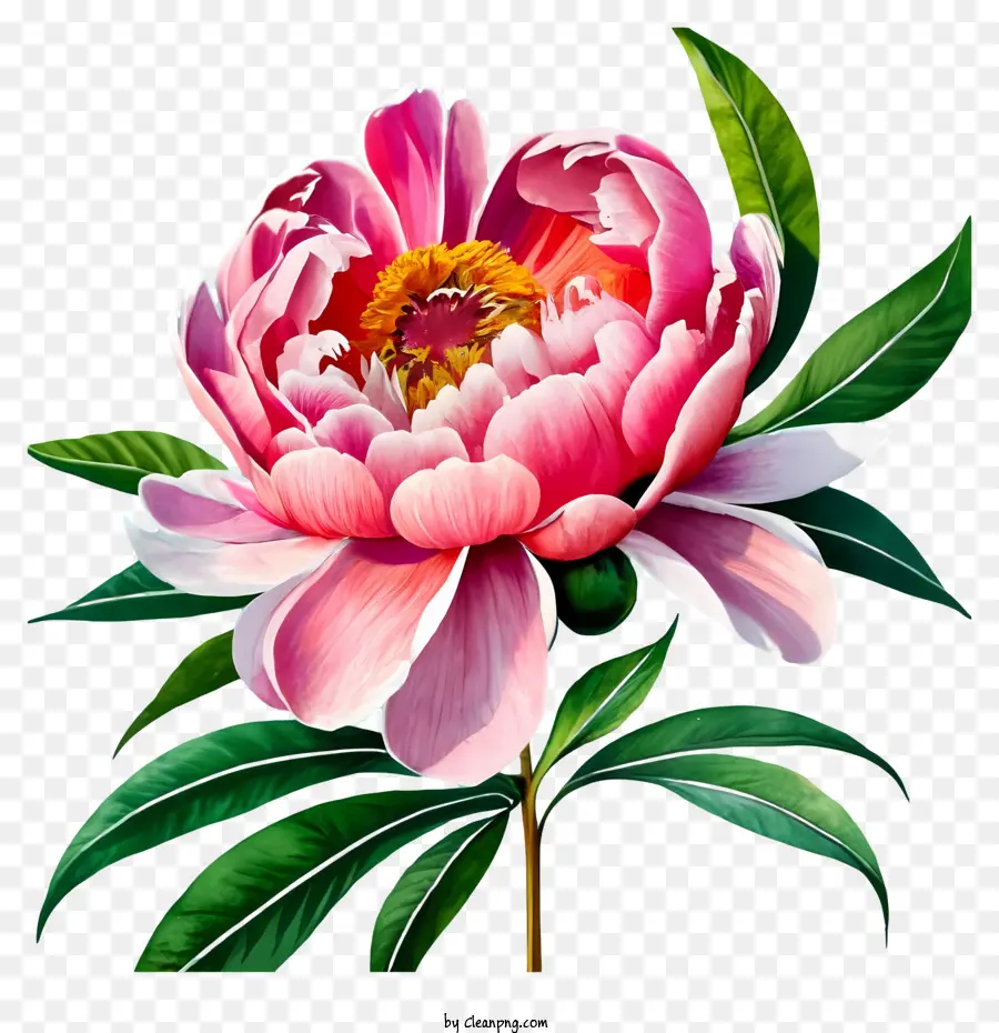 Розовые пион цветы，черный фон PNG