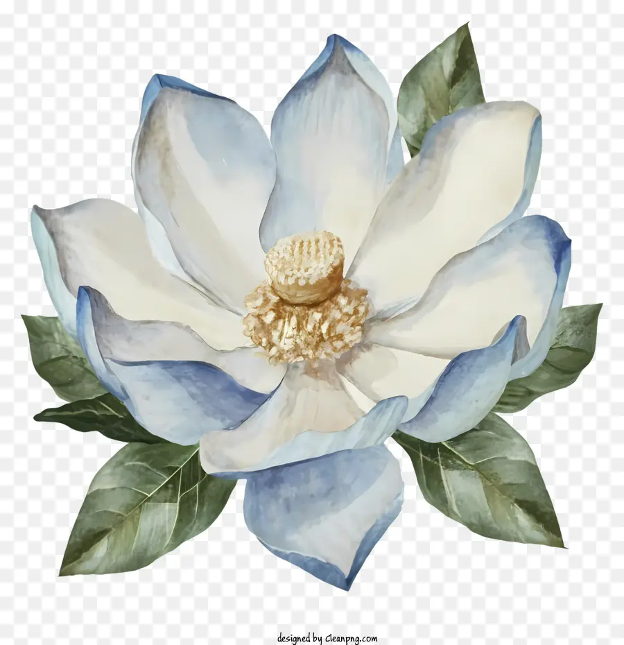 акварельная живопись，Большой синий цветок PNG