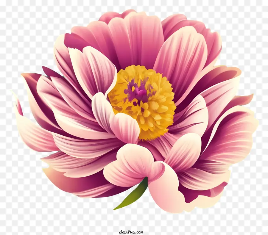 розовый пион，цветок PNG