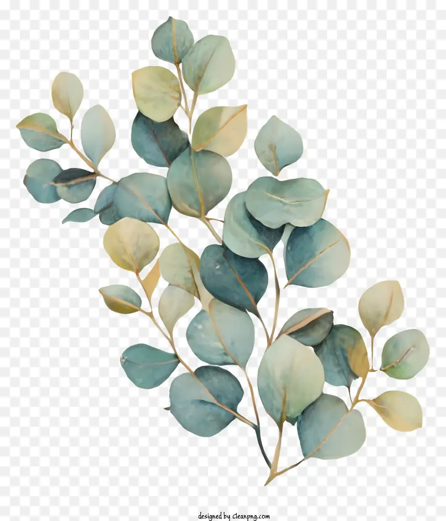 акварельная живопись，эвкалипт листья PNG