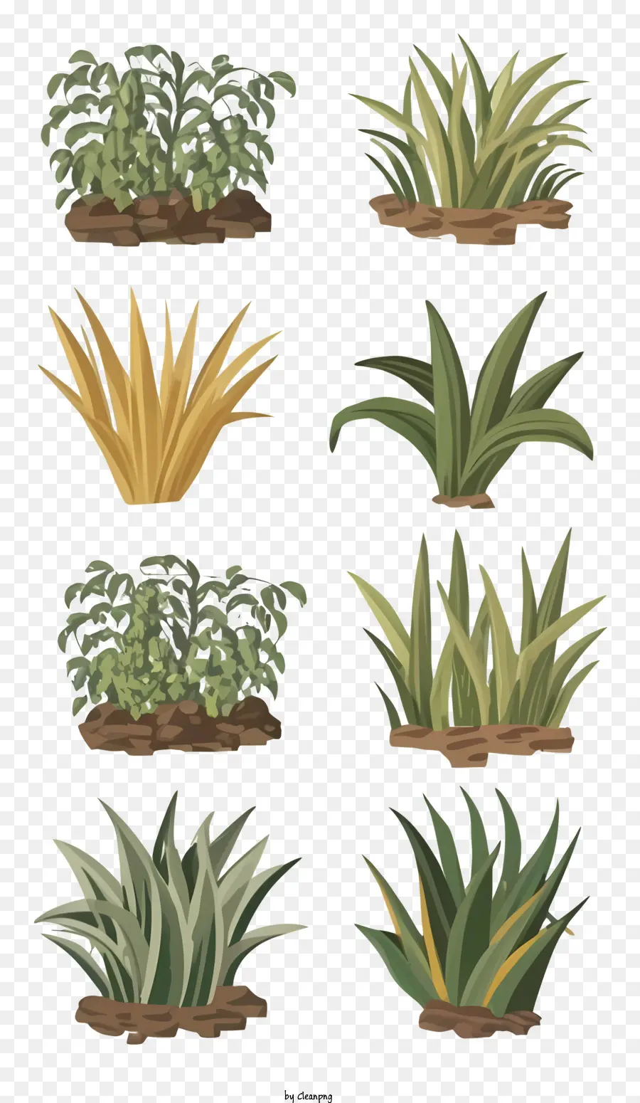 растения，Типы растений PNG