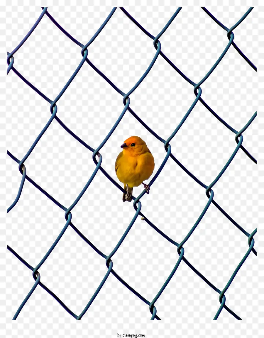 желтая птица，цепная связь забор PNG