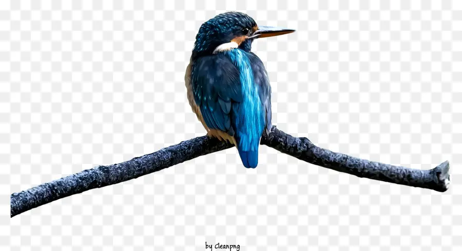 синяя и белая птица，Птица PNG