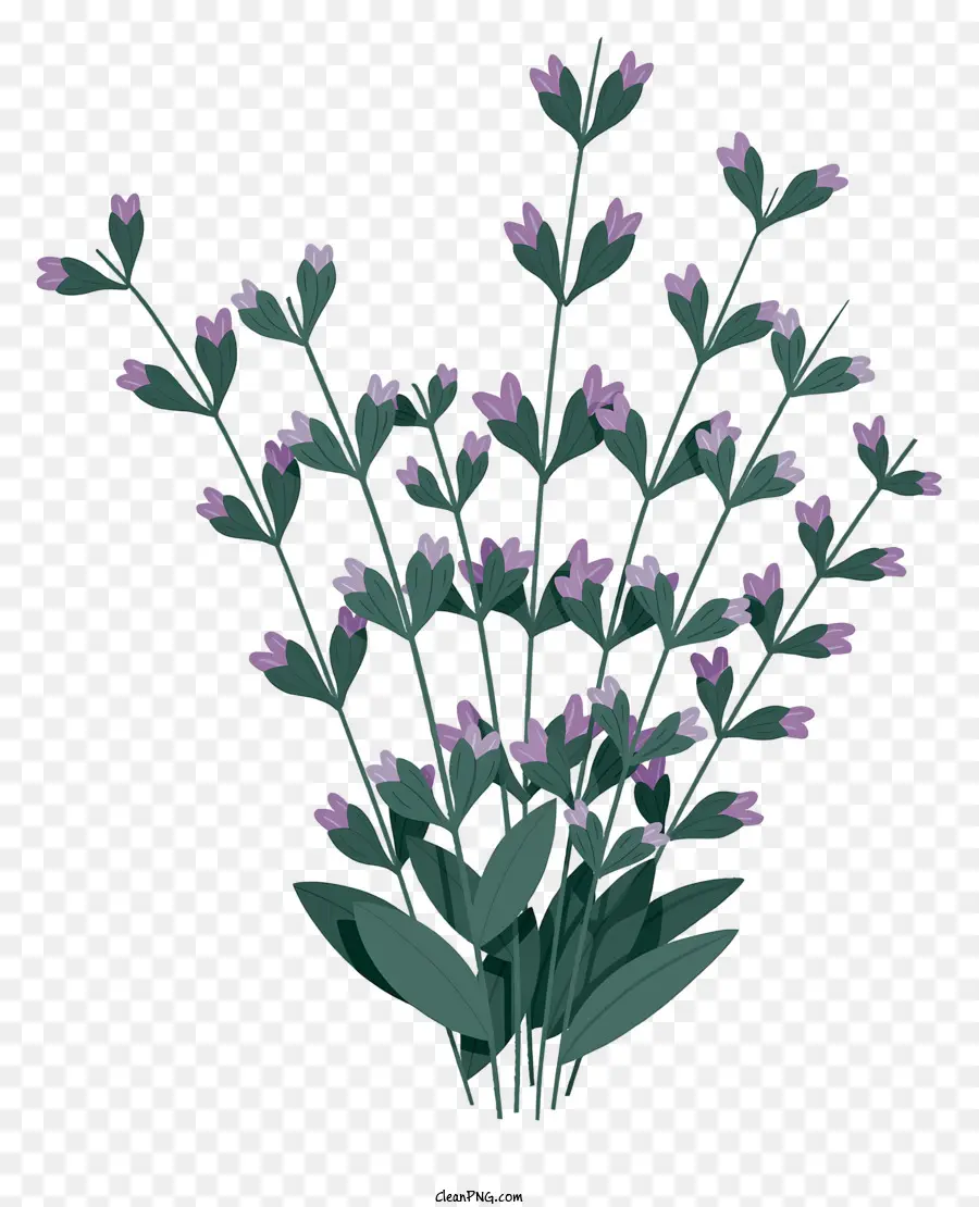 фиолетовые цветы，букет PNG