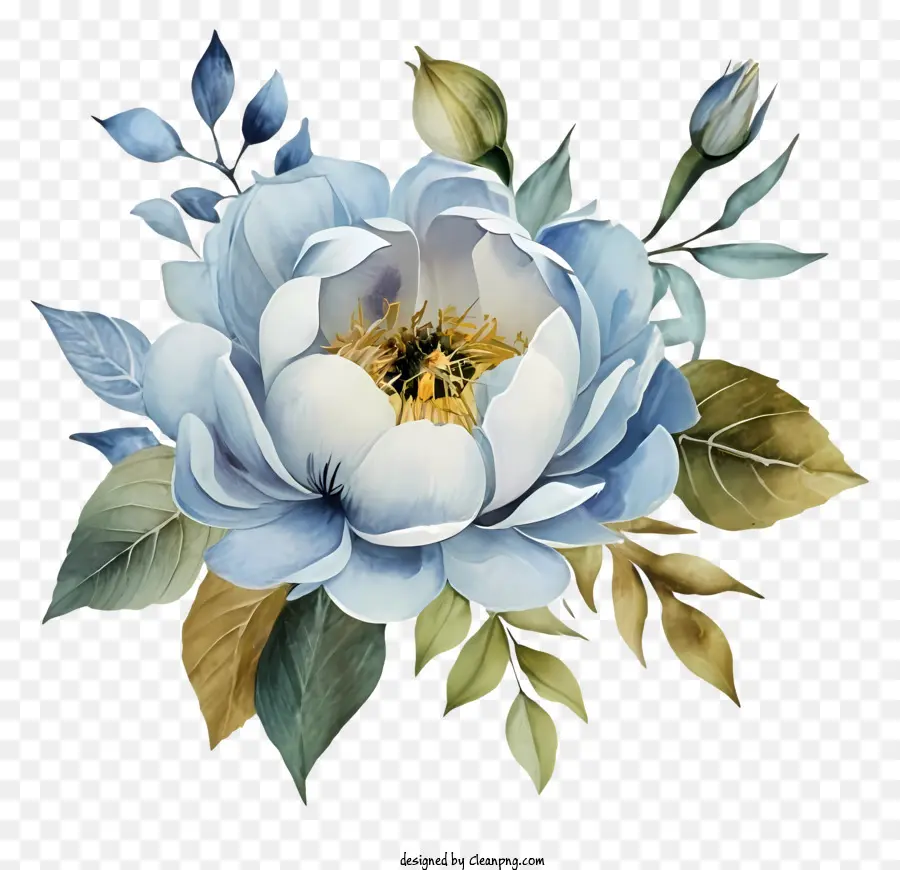 пион цветок，сине белый цветок PNG
