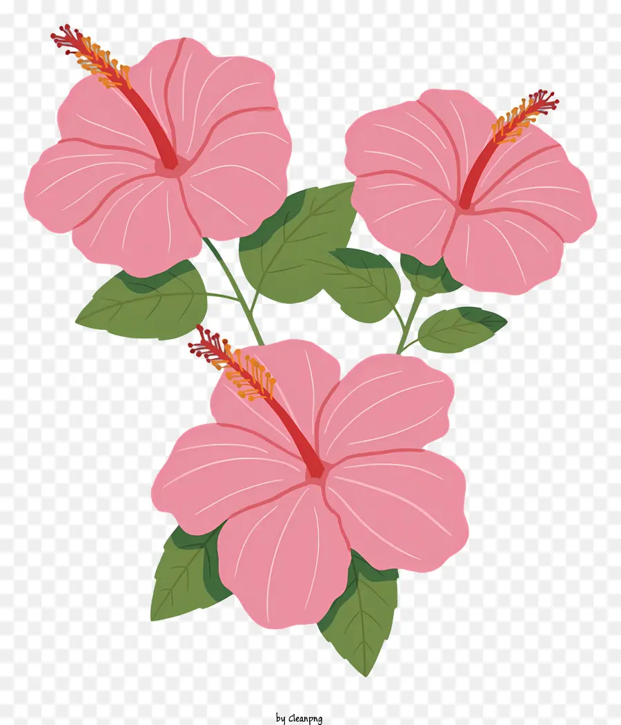 Розовые цветы гибискуса，лепестки в форме сердца PNG