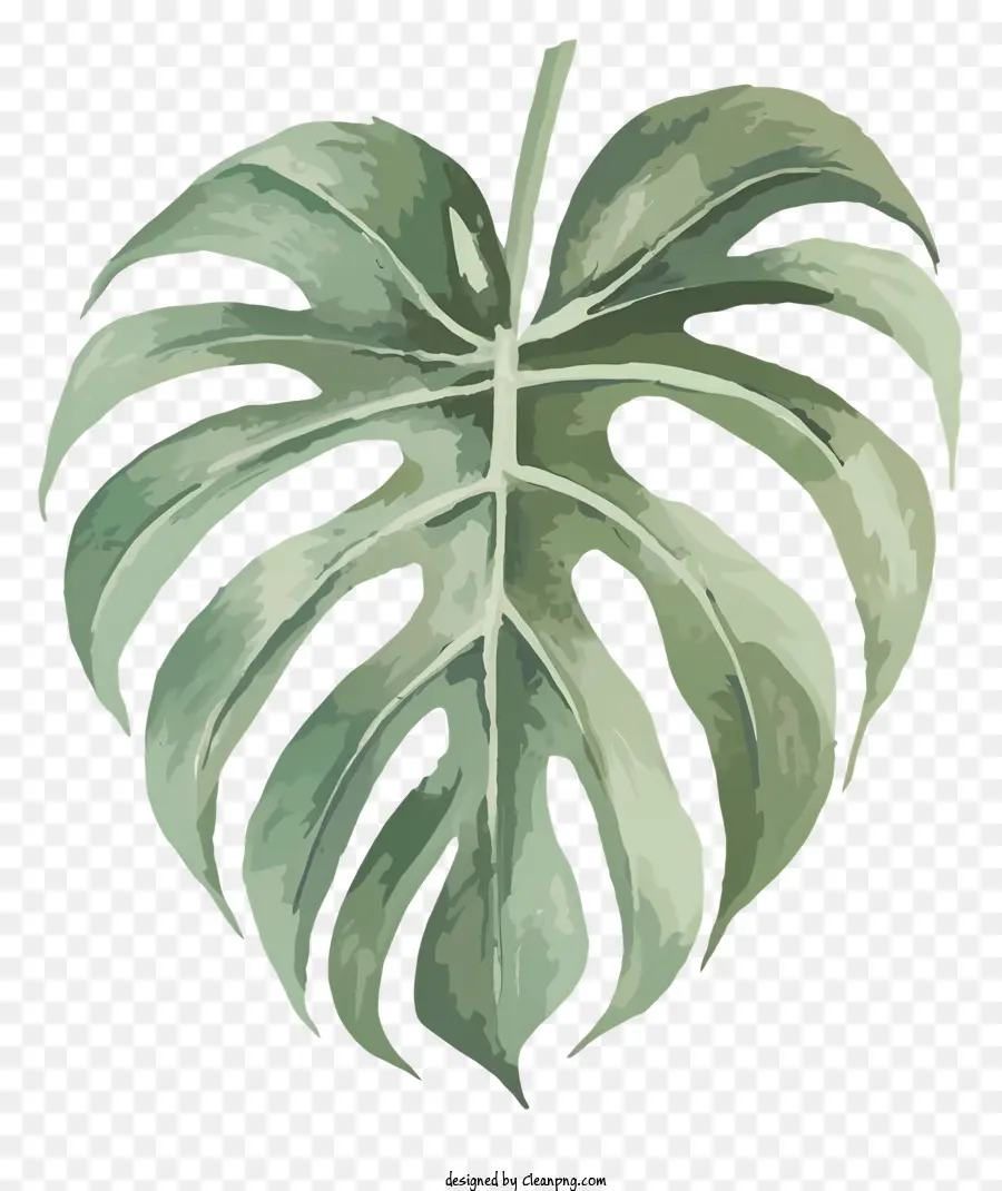 Монстр листовой растение，зеленый лист PNG