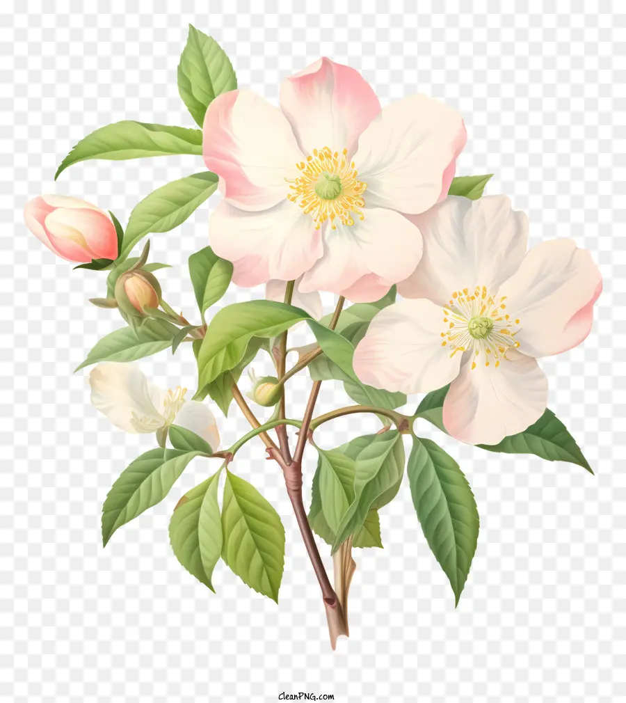 рисование цветка，красивый цветок PNG