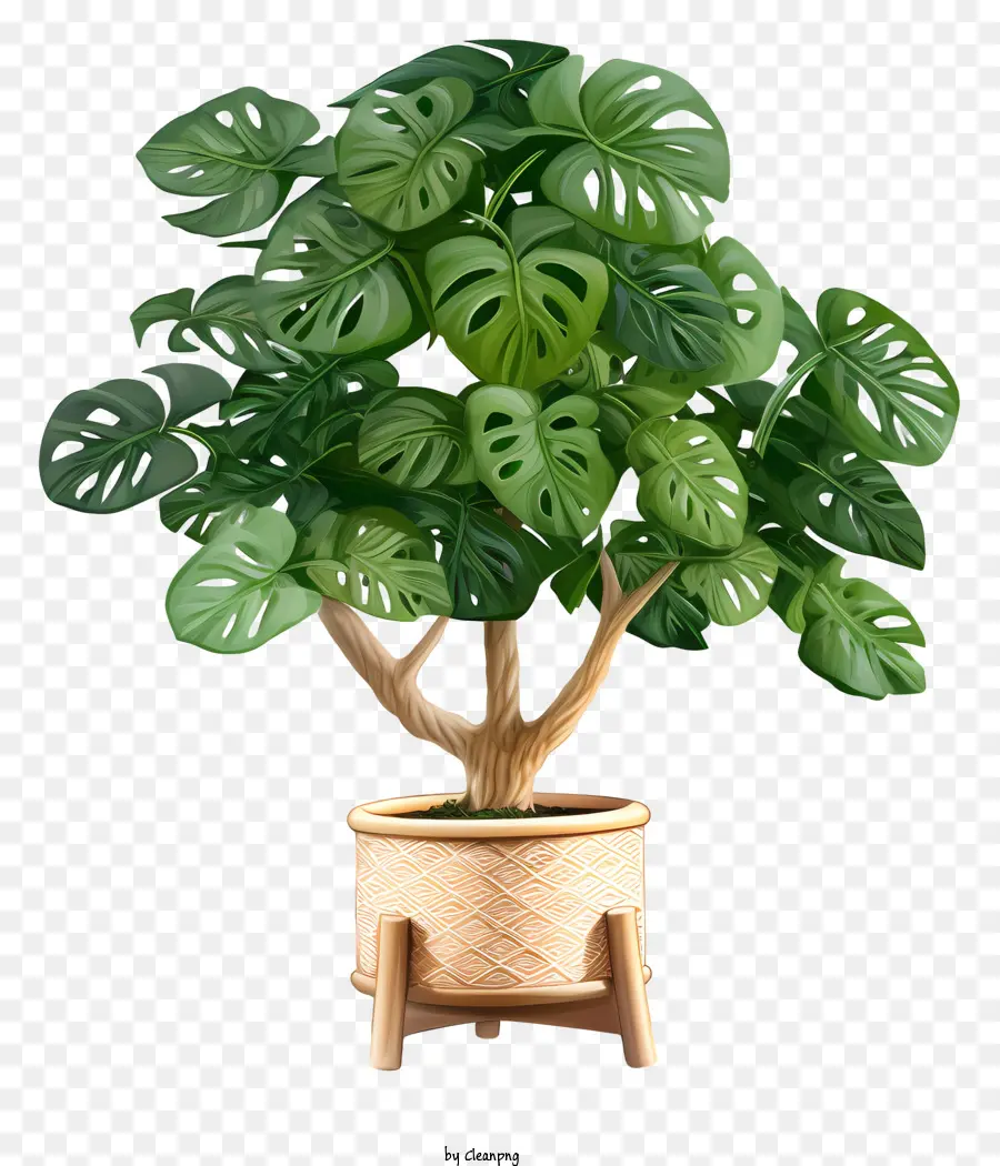 Большое горшечное растение，зеленые листья PNG
