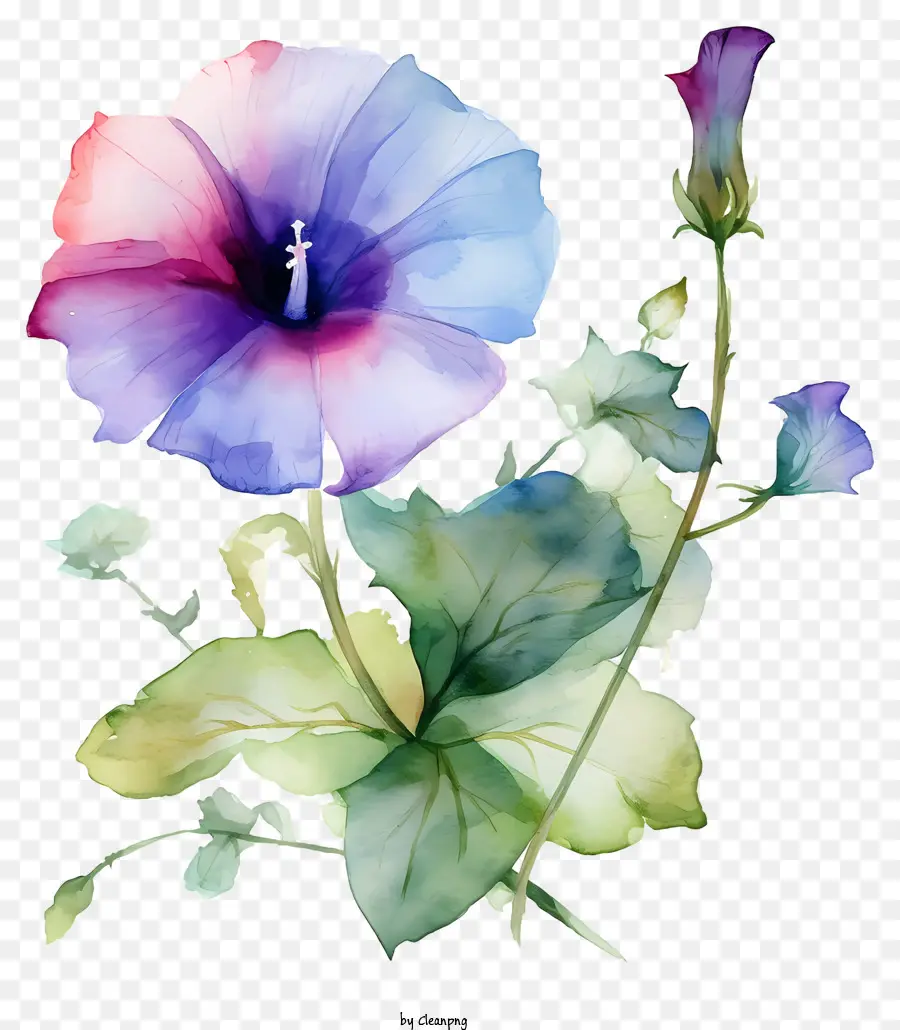 живопись，розовый и синий цветок PNG