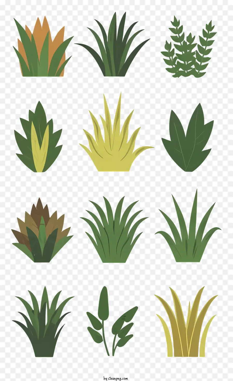 растения，зеленые растения PNG
