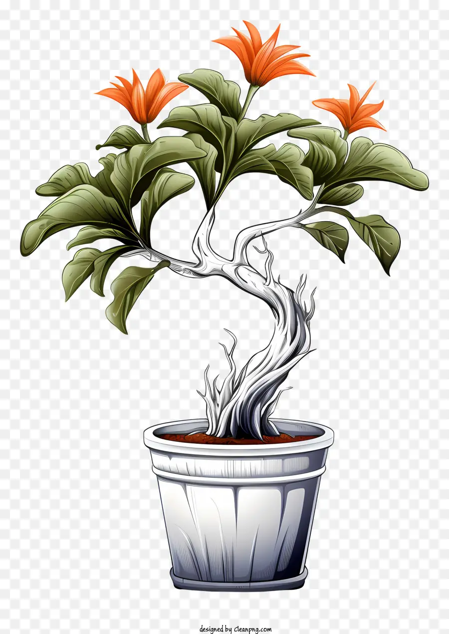 Bonsai Plant，белый горшок PNG