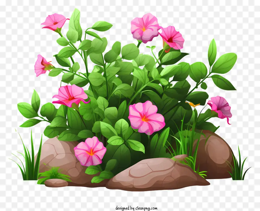 Розовые цветы，Скалистый сад PNG