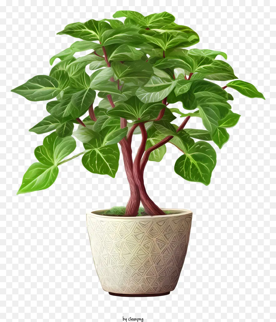 растение в горшке，зеленые листья PNG
