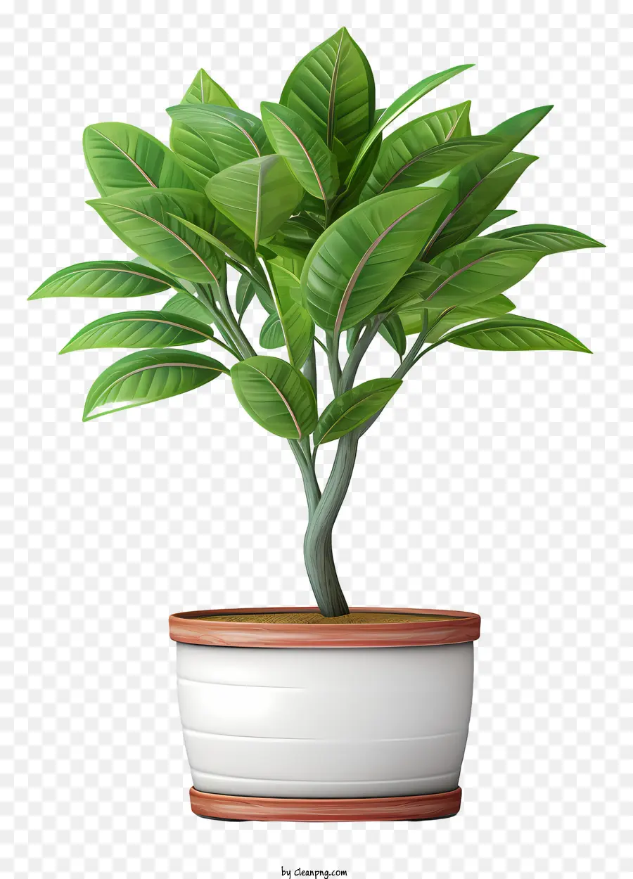 Комнатное растение，Папоротник PNG