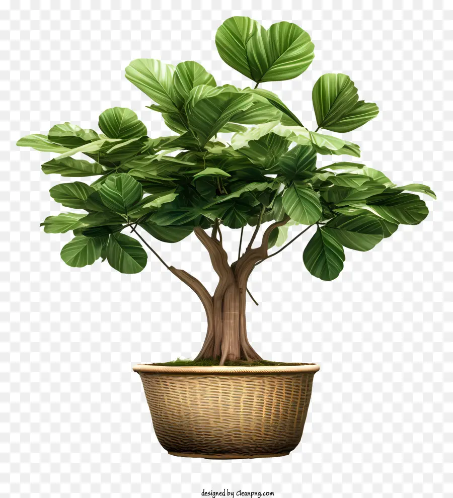 бонсай дерево，маленький горшок PNG
