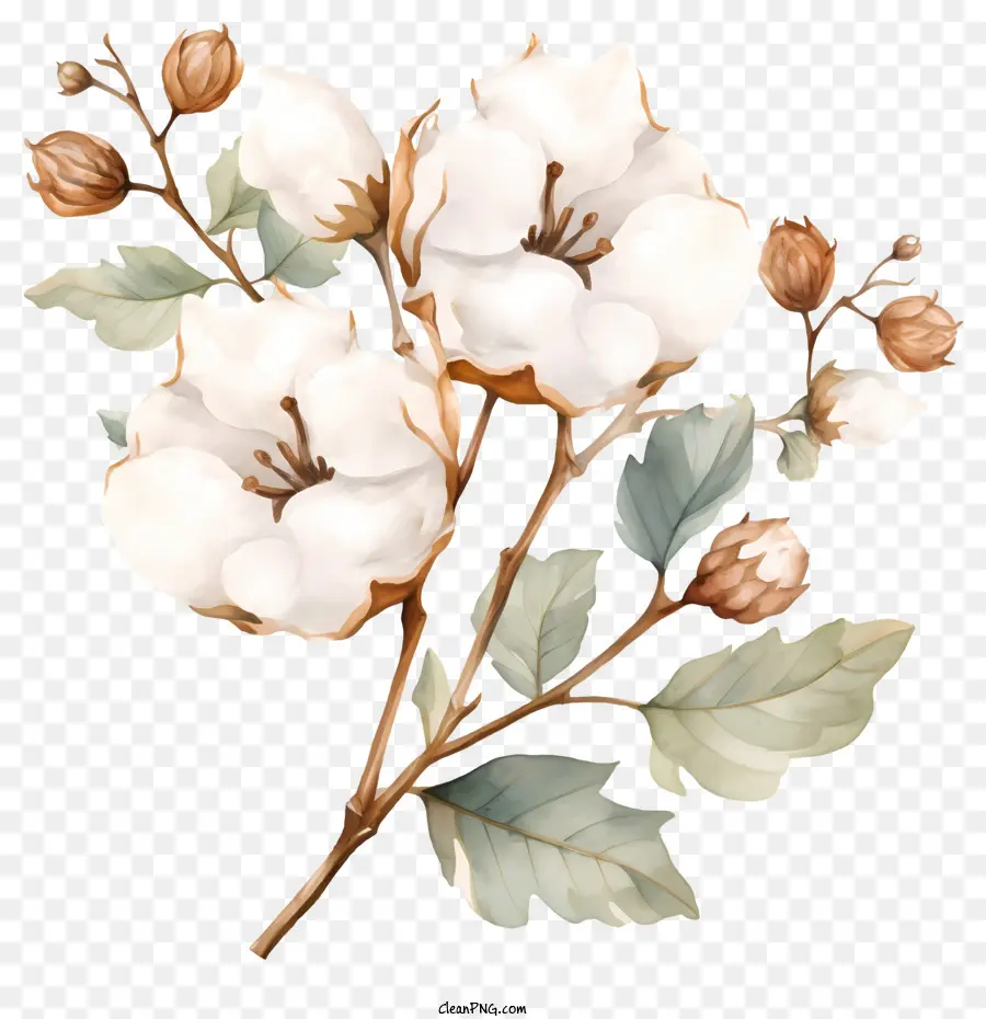 белый цветок，коричневые листья PNG