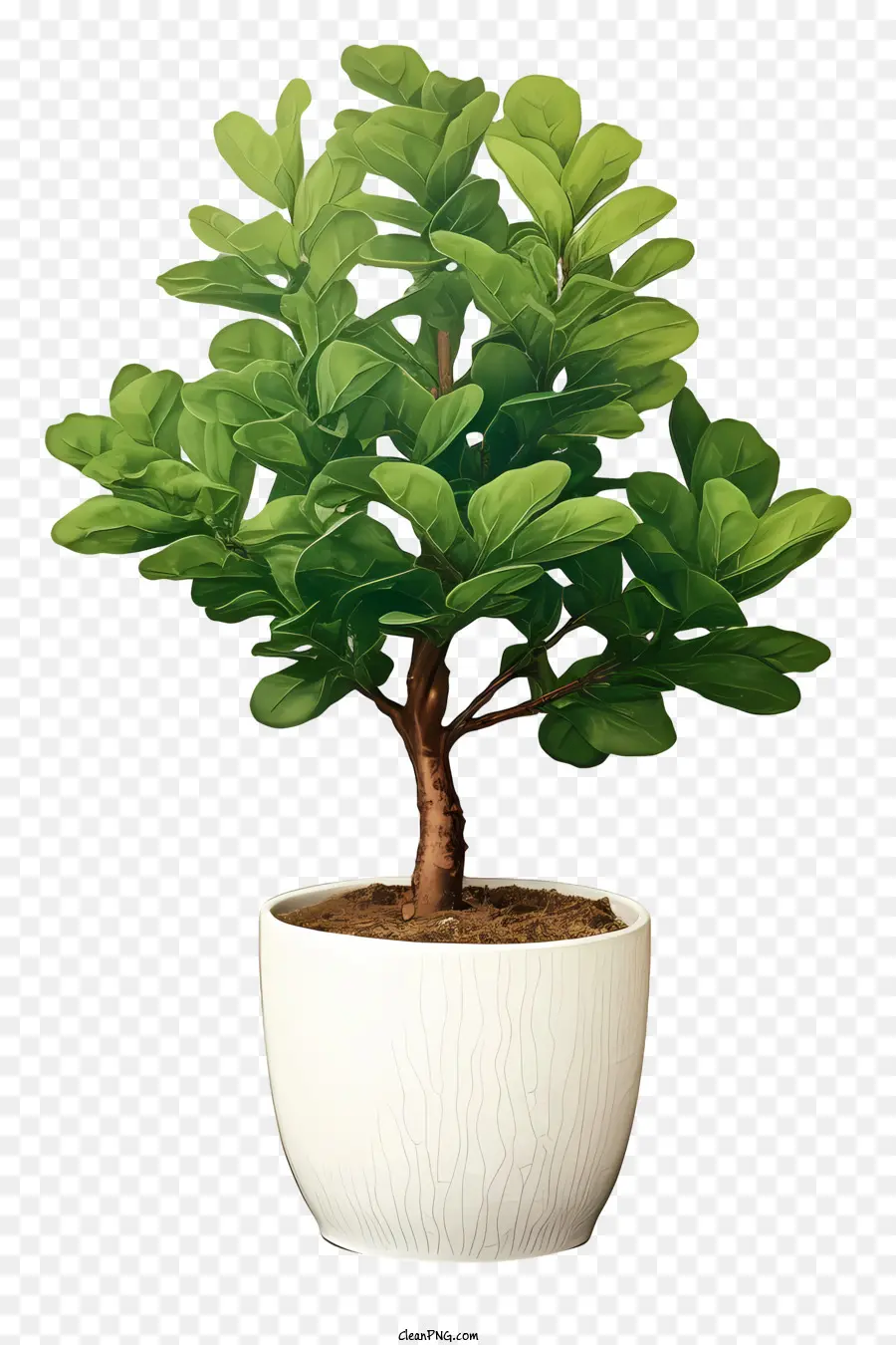 бонсай дерево，маленький бонсай PNG