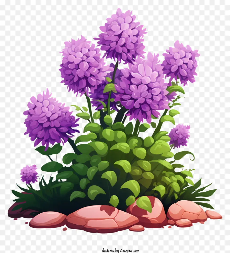фиолетовые цветы，Полные цветы PNG