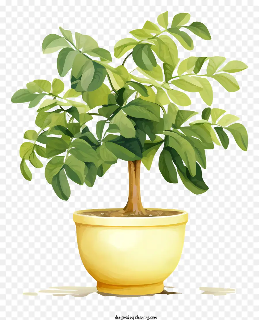 посадить в желтом горшке，зеленые листья PNG