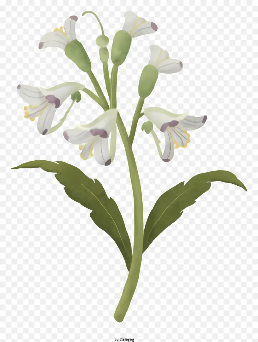 белый цветок，стебель PNG