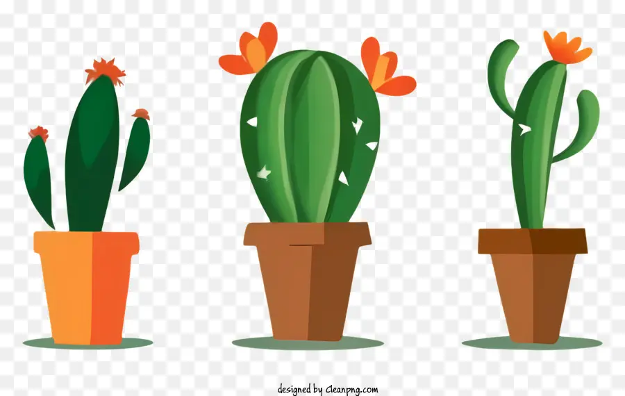 Кактусовые растения，Горшечные кактусы PNG