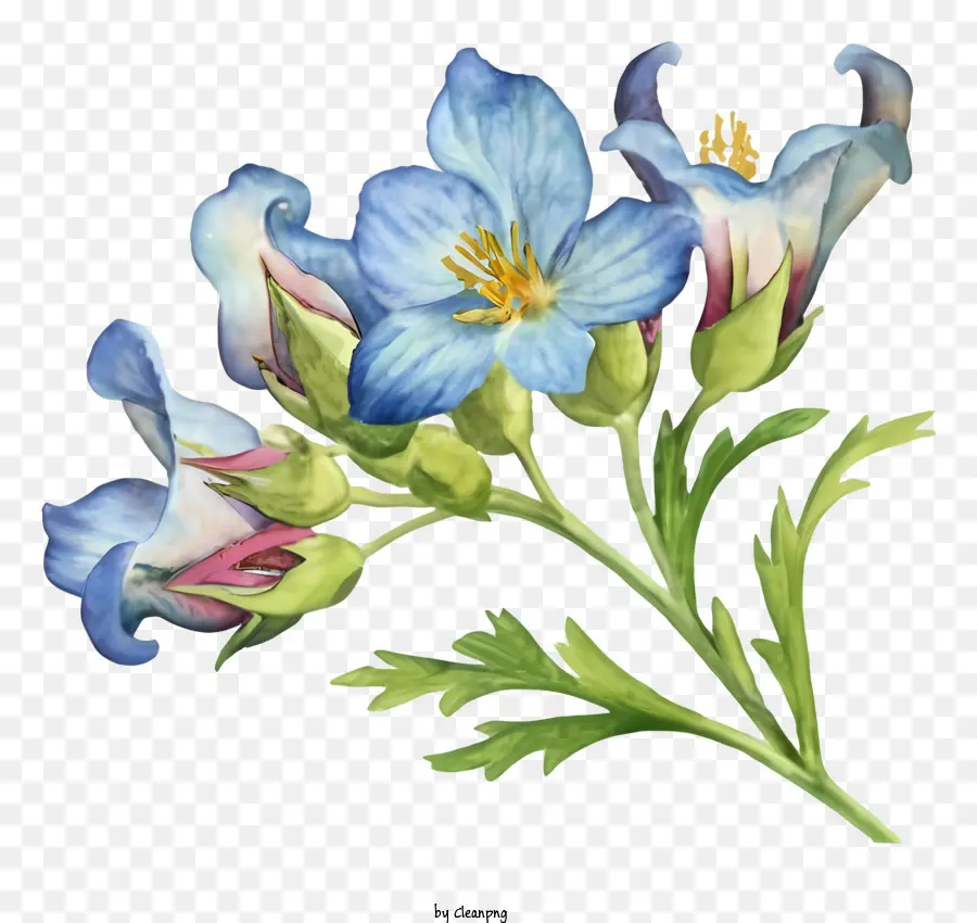 белый цветок，Синий центр PNG