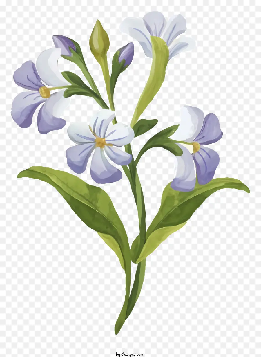 цветок，белые и фиолетовые цветы PNG