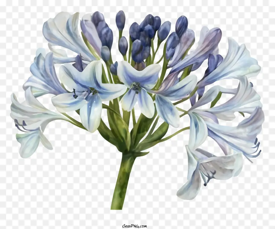 Голубой цветок Aglaia，Черный фон живопись PNG