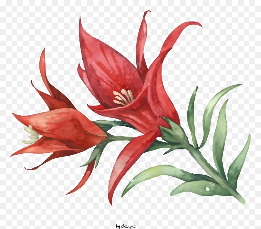 красный цветок，зеленые листья PNG