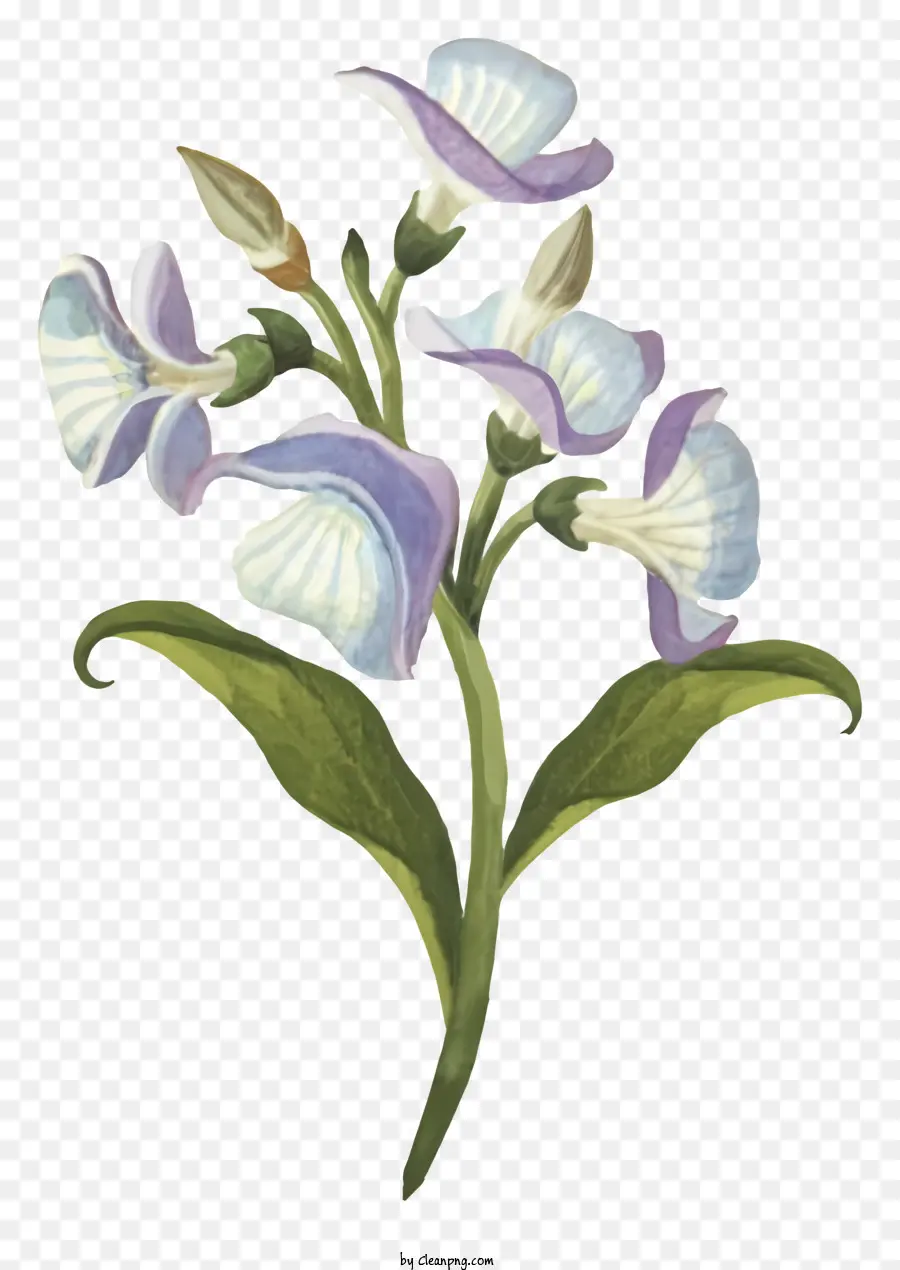 Голубой цветок，белые и фиолетовые лепестки PNG