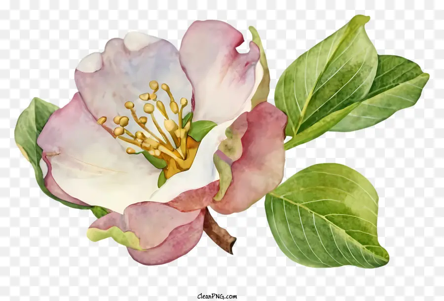 акварельная живопись，Розовый яблочный цвет PNG