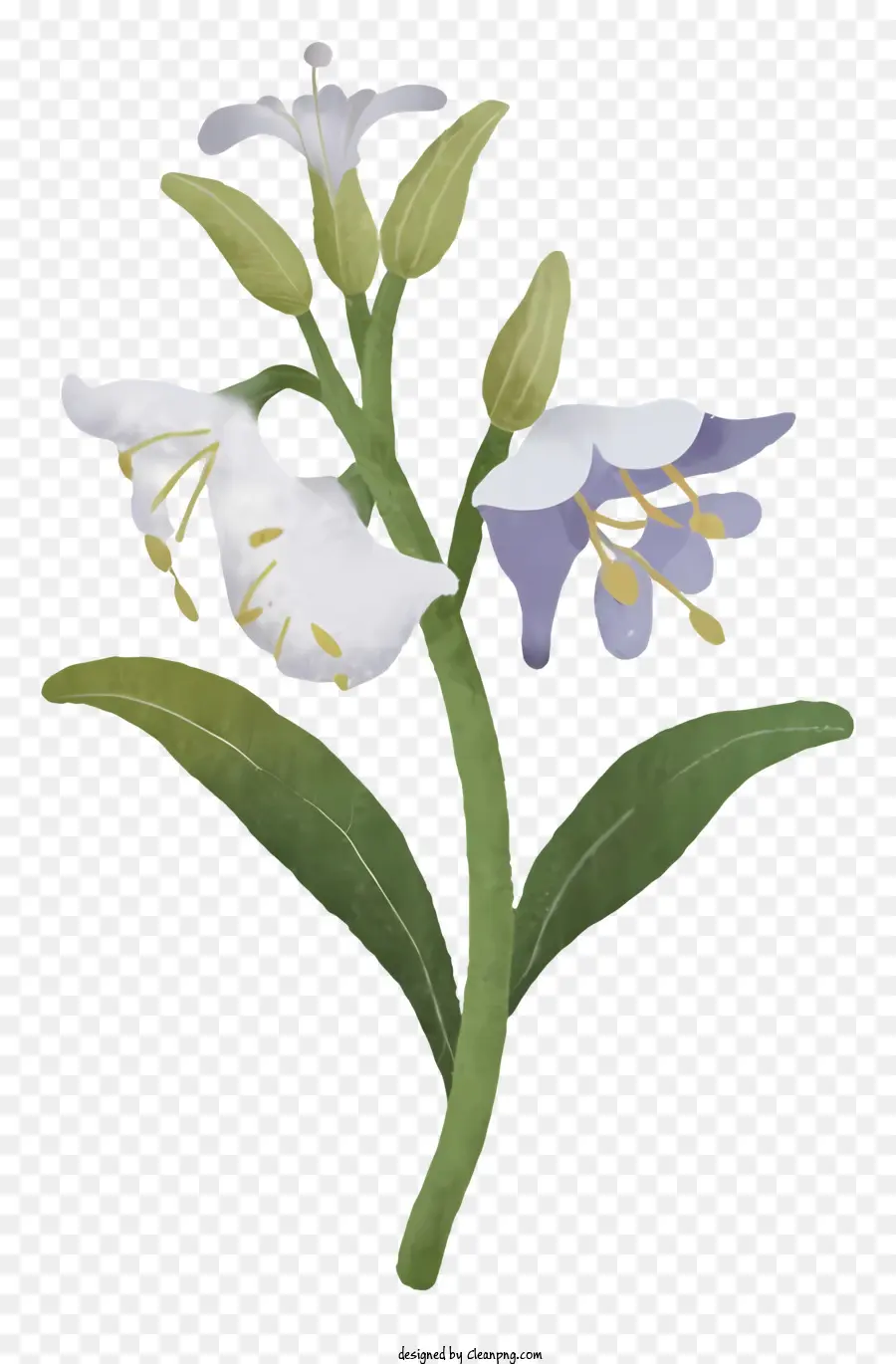 уайлдфлауэр，цветок PNG