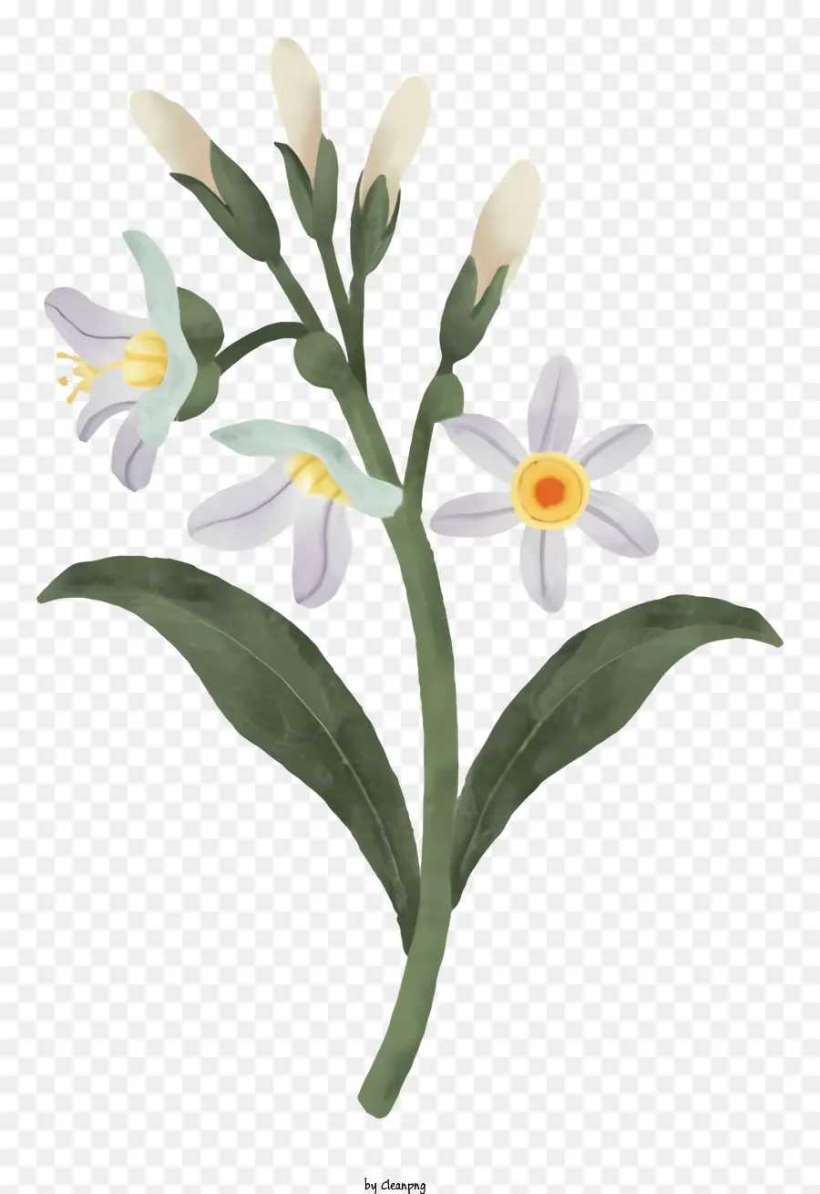 букет，маленькие белые цветы PNG