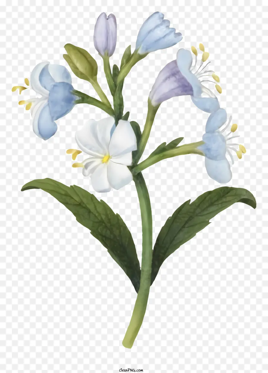 Голубой цветок，белый цветок PNG