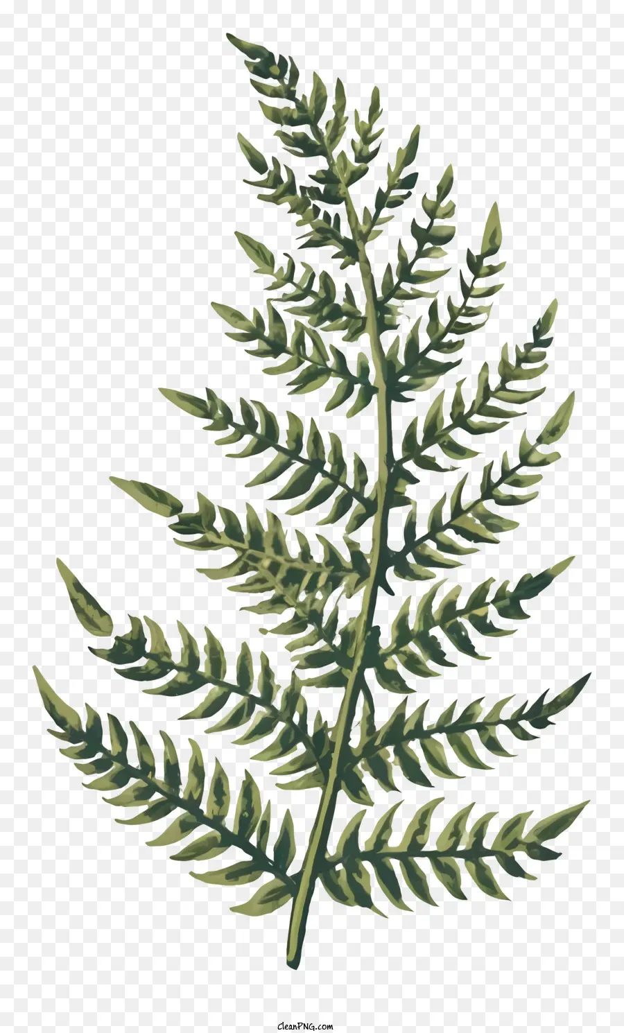 папоротник лист，Зеленые вены PNG