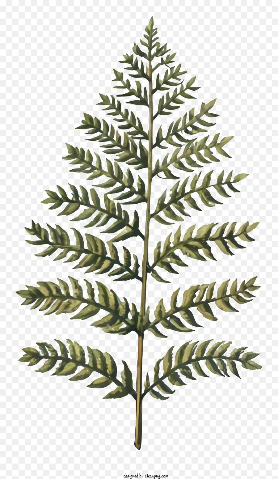 папоротник лист，коричневый и зеленый лист PNG