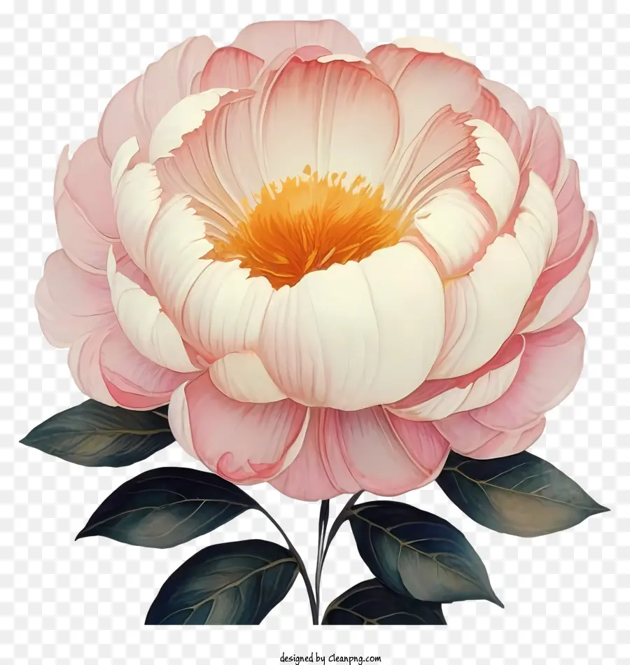 розовый пион，цветок PNG