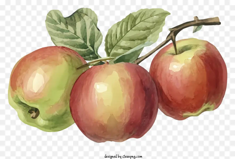 акварельная живопись，Спелые красные яблоки PNG