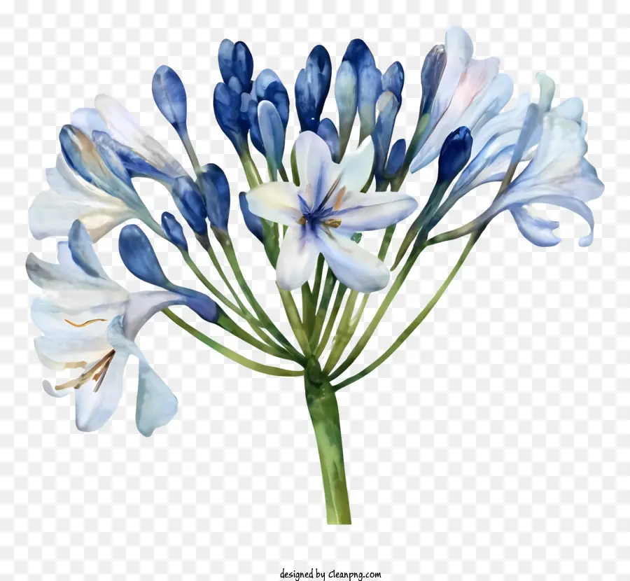 Синий цветок лилии，Белые лепестки PNG