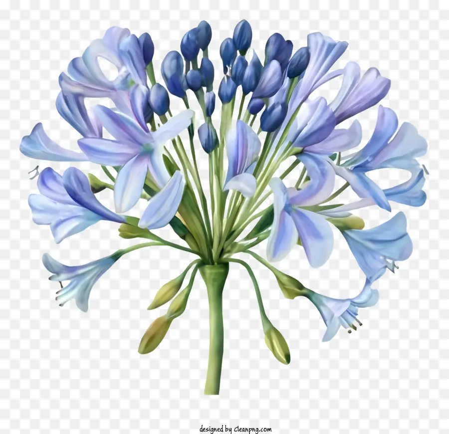 фиолетовые цветы，голубые лепестки PNG