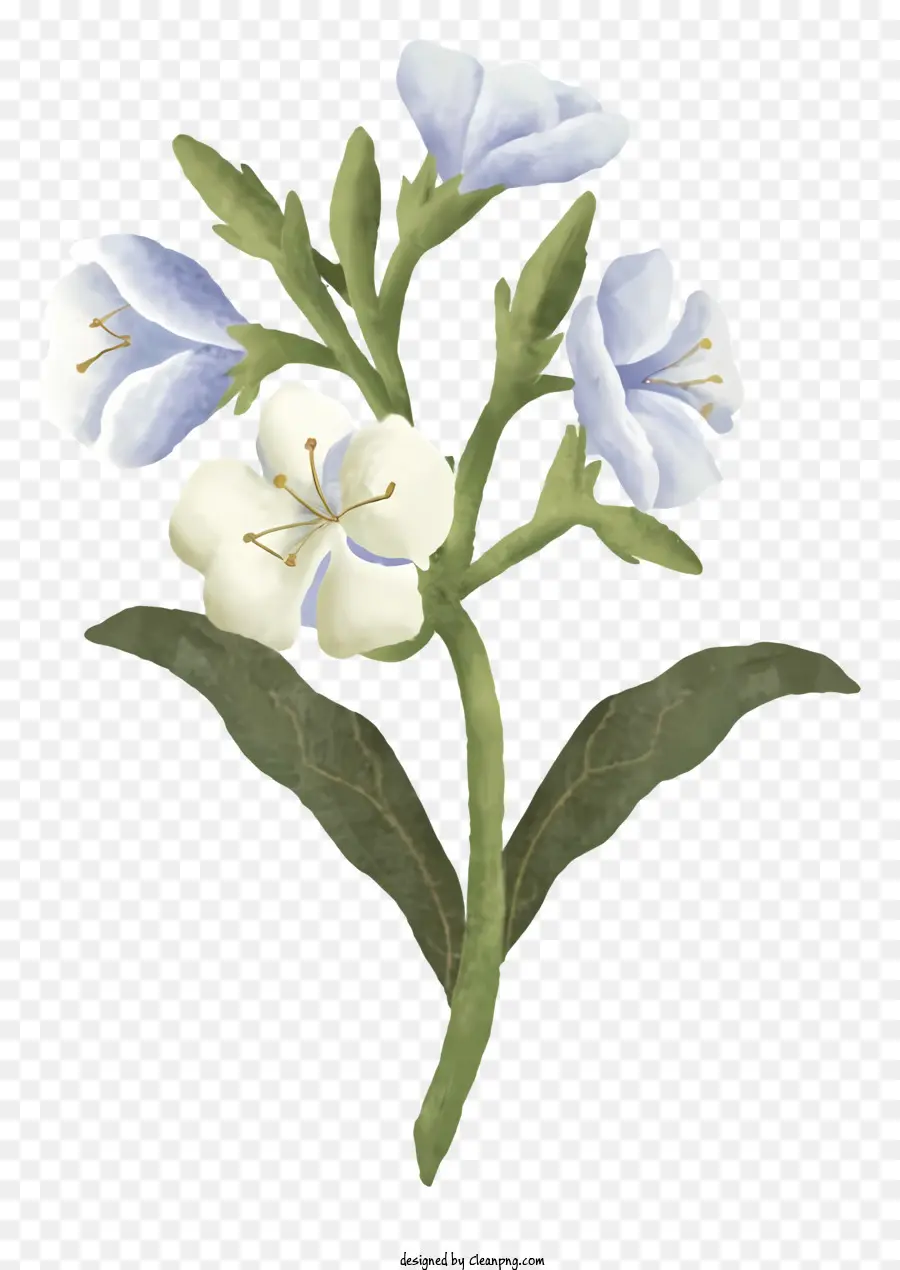 уайлдфлауэр，белый и синий цветок PNG