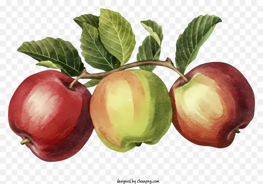 Яблоки，зрелые яблоки PNG