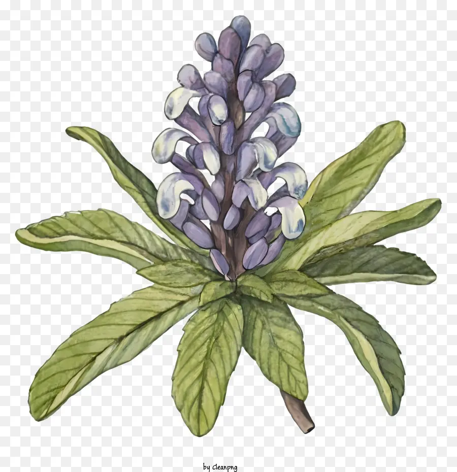 абстрактный цветок，синий и фиолетовый цветок PNG