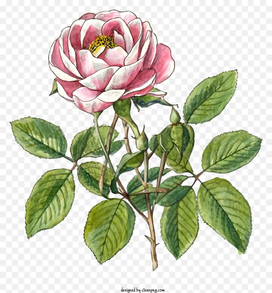 Pink Rose，цветок PNG