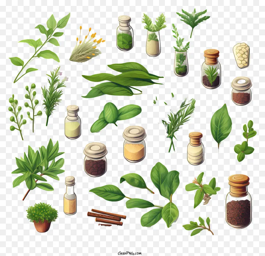 Herbs，специи PNG