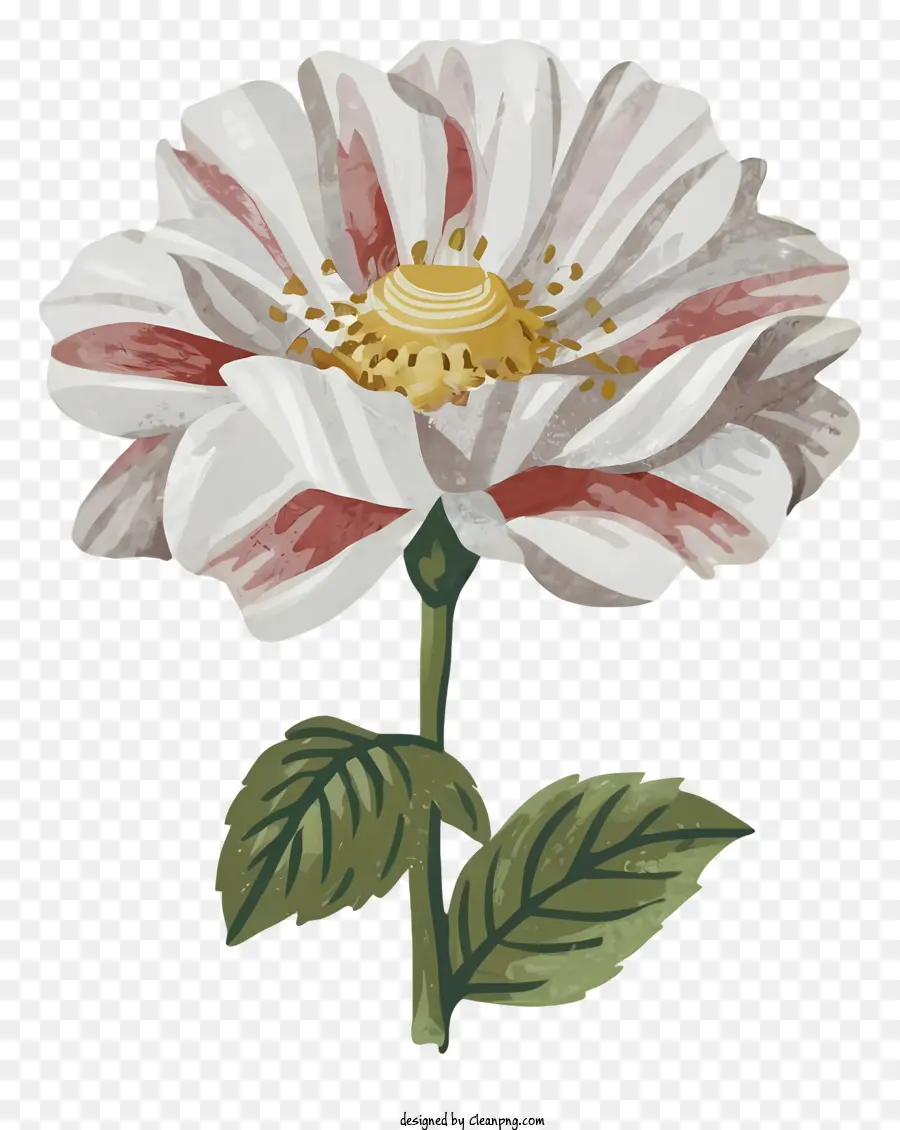 Белая Роза，розовые и красные полосы PNG