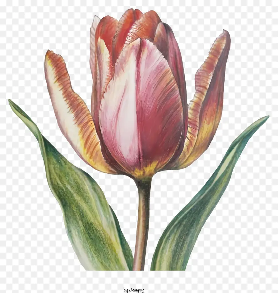 розовый тюльпан，полном расцвете PNG