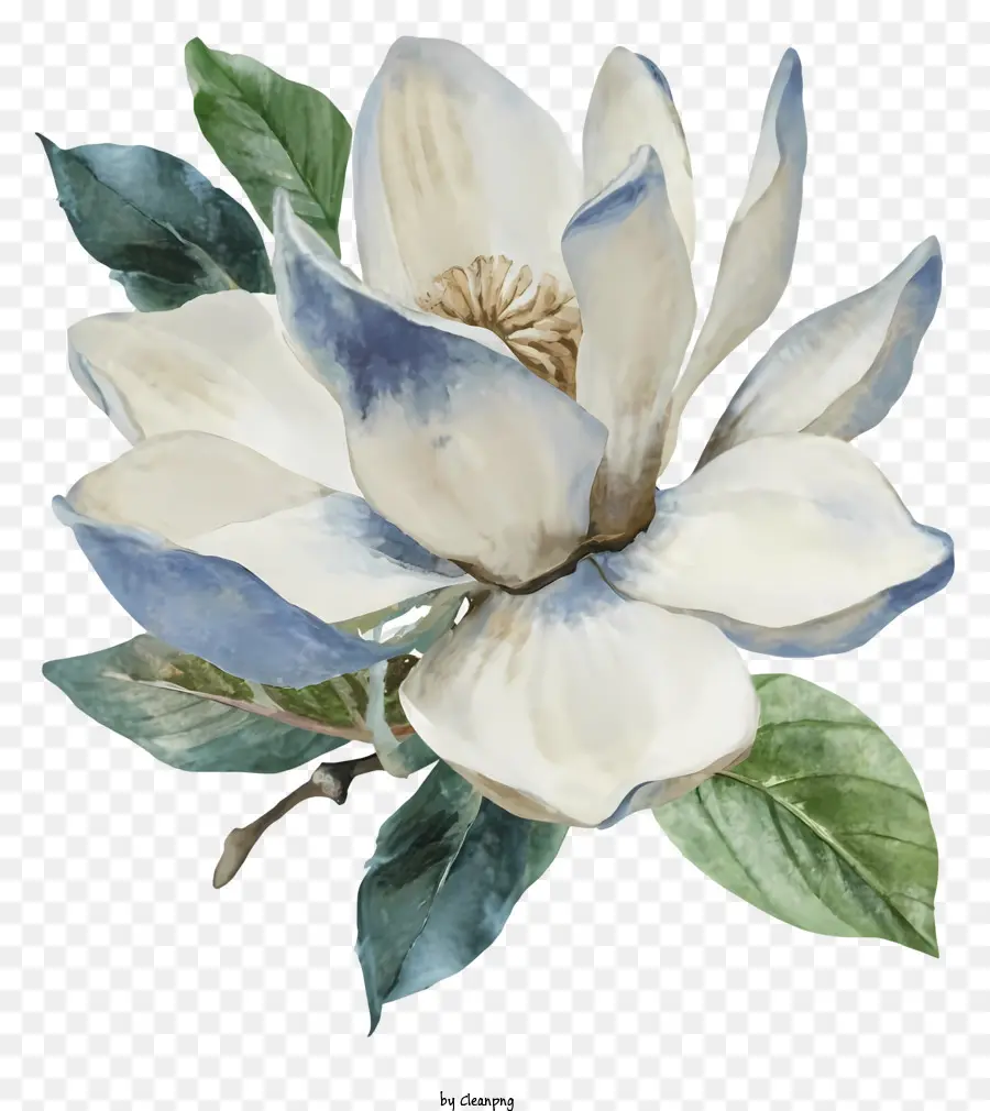 акварельная живопись，цветок магнолии PNG