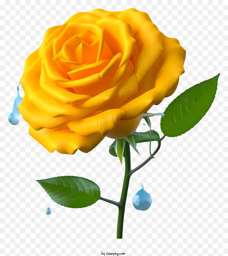 желтая роза，капли воды PNG